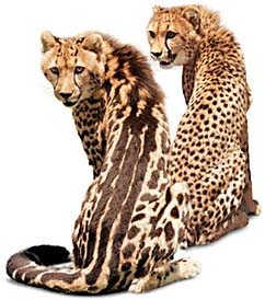 photo of King cheetah Kgosi and cheetah Mopani