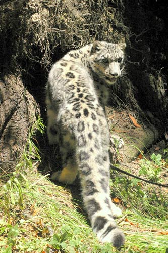 photo of Ashakiran, our Snow Leopard