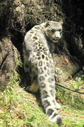 Photo of Asha, our Snow Leopard