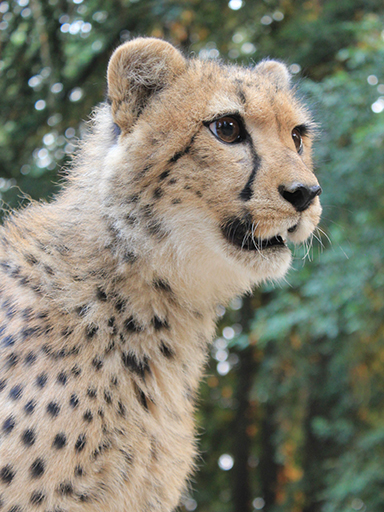 photo of Baruti, our Cheetah