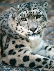 Photo of Chhinsu, our Snow Leopard