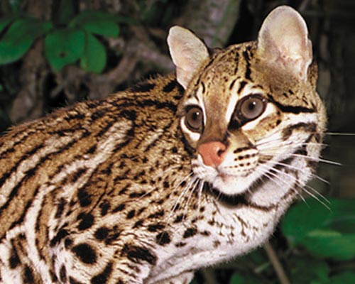 photo of Chimane, our Ocelot