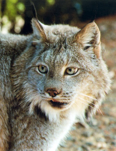 photo of Denali, our Canada Lynx