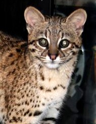 Photo of Guarani,our Geoffroy's Cat
