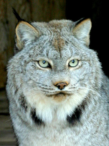 photo of Kalispel, our Canada Lynx