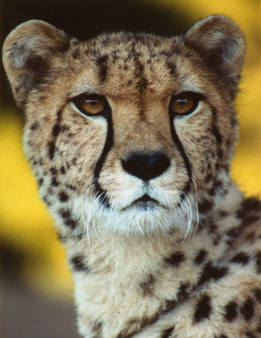 photo of Kamau, our Cheetah