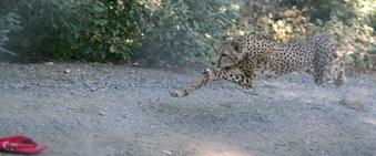 Photo of Kamau, our cheetah, chasing a toy