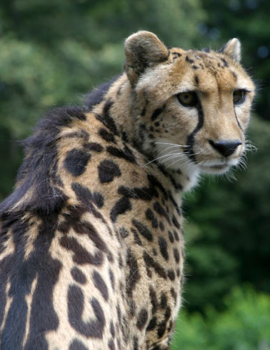 photo of Kgosi, our King Cheetah
