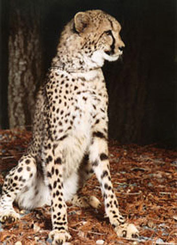 photo of Kibibi, our Cheetah