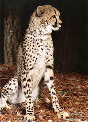 Photo of Kibibi,our Cheetah