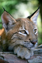 Photo of Natasha,our Siberian Lynx