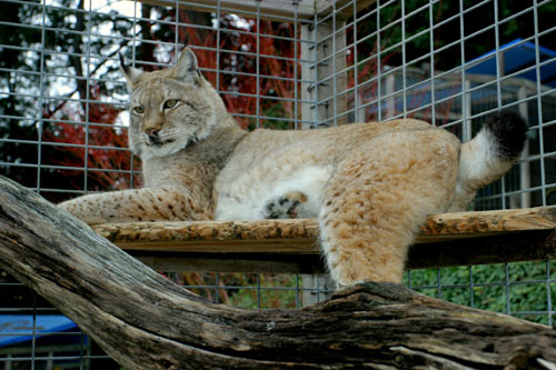 photo of Oksana, our Siberian Lynx