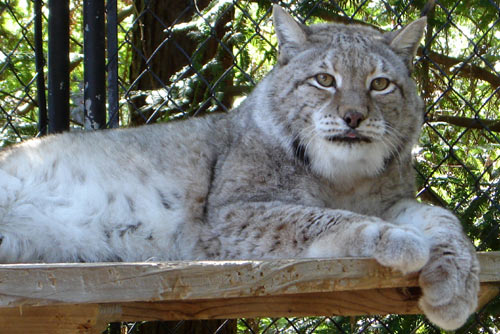 photo of Tatiana, our Siberian Lynx