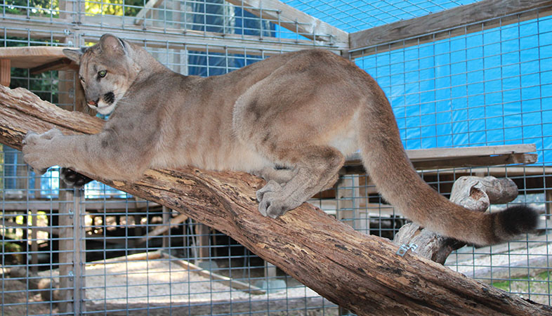 photo of Tocho, our Cougar
