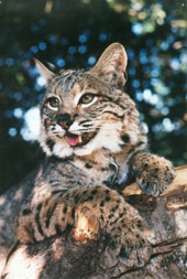 Photo of Zuni, our Bobcat