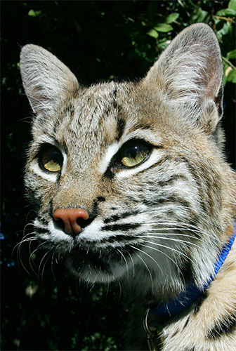 photo of Takoda, our Bobcat