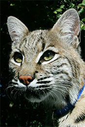 Photo of Takoda, our Bobcat