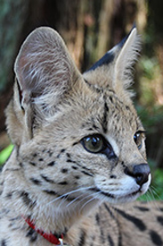 Photo of Zuri,our Serval