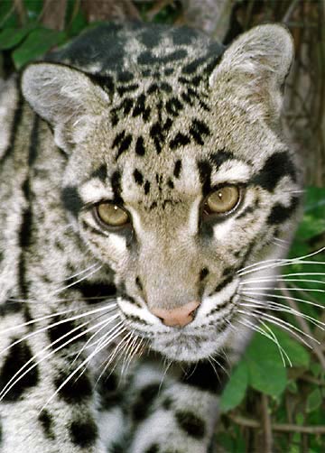 photo of Chandra, our Clouded Leopard