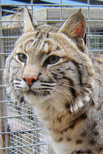 photo of Cheyenne, our Bobcat