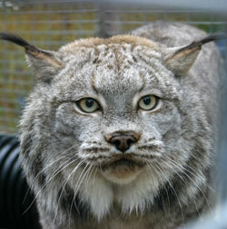 Photo of Cree, our Canada Lynx
