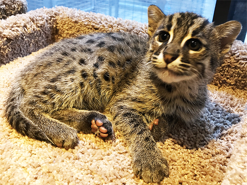 photo of Maduri, our Fishing Cat