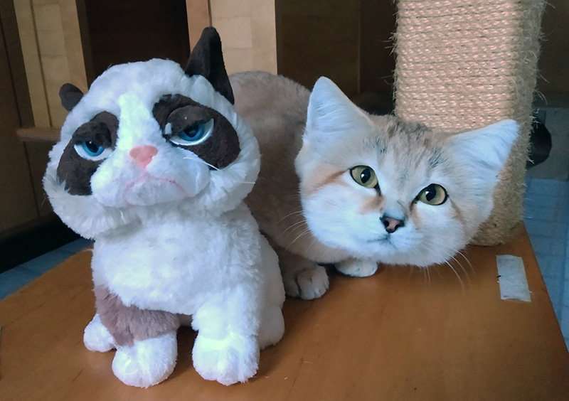 Taji and Grumpy Cat