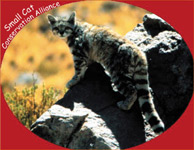 Small Cat Conservation Alliance  logo